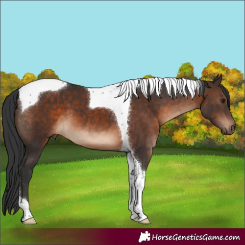 Horse Color:Brown Tobiano 
