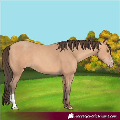Horse Color:Amber Champagne 