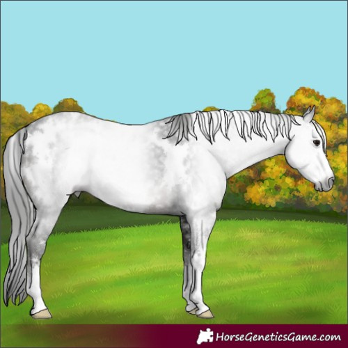 Horse Color:Gray White Spotted Black Sabino 