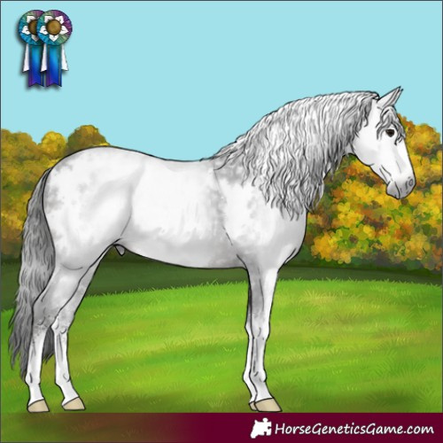 Horse Color:Gray White Spotted Black Sabino