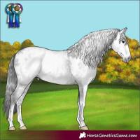 Horse Color:Gray White Spotted Black Sabino