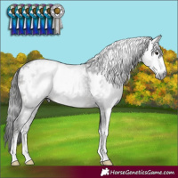 Horse Color:Gray White Spotted Black Sabino 