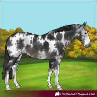 Horse Color:Gray White Spotted Black Sabino 
