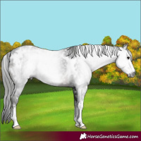 Horse Color:Gray White Spotted Black Sabino 