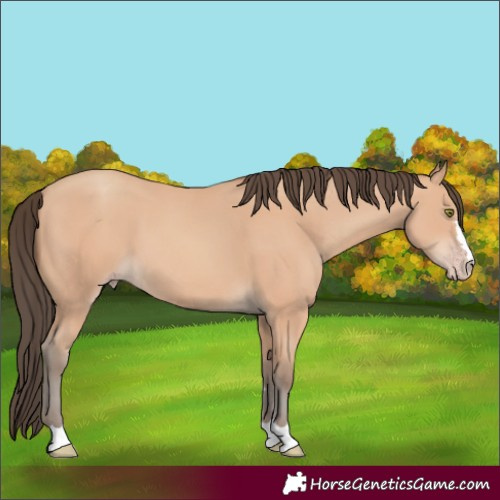 Horse Color:Amber Champagne