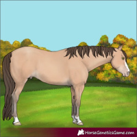 Horse Color:Amber Champagne 
