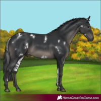 Horse Color:White Spotted Black Rabicano 