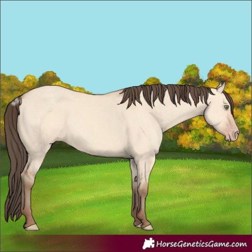 Horse Color:Amber Champagne Dun