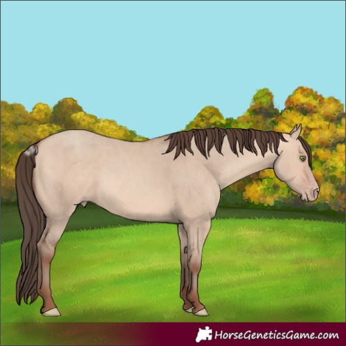 Horse Color:Amber Champagne Dun 