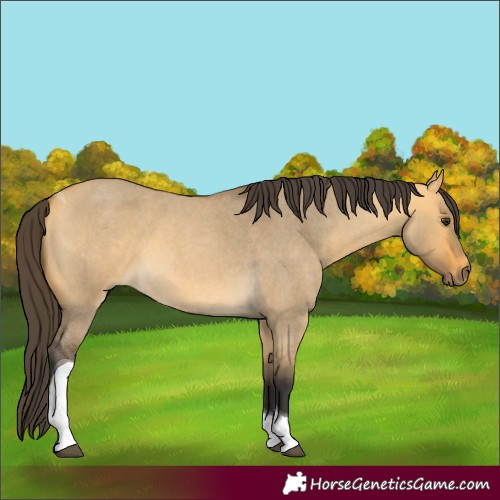Horse Color:Buckskin Roan Dun Tobiano 