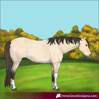 Horse Color:Buckskin Roan Dun Tobiano 