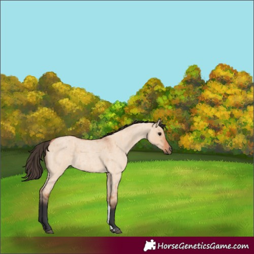 Horse Color:Bay Roan Dun Tobiano 