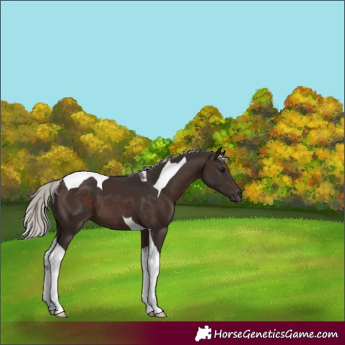 Horse Color:Silver Brown Tobiano 