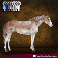 Horse Color:White Spotted Chestnut Splash 