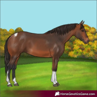 Horse Color:Bay Tobiano 