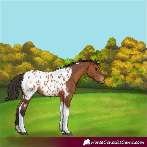 Horse Color:Bay Tobiano Appaloosa 