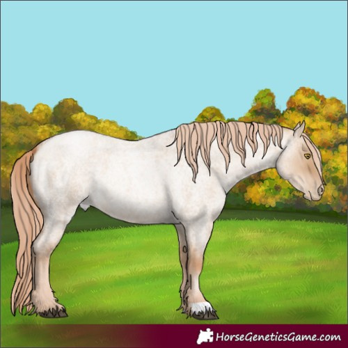 Horse Color:Red Dun Roan Pearl 