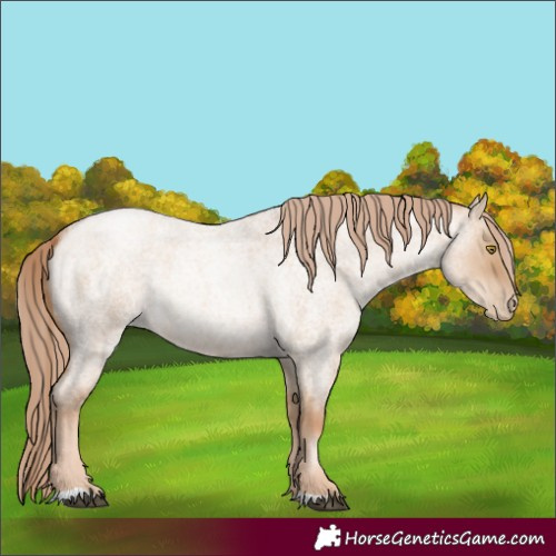 Horse Color:Red Dun Roan Pearl 