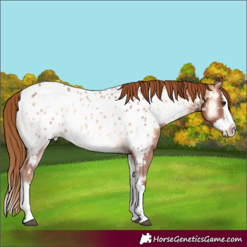 Horse Color:Red Onyx Sabino Splash Appaloosa 