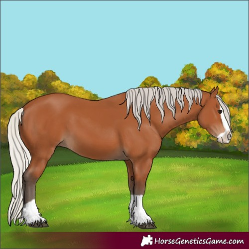Horse Color:Silver Bay Splash