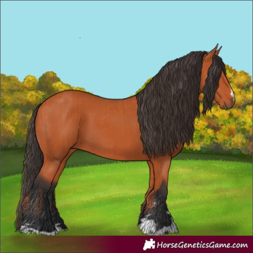 Horse Color:Bay  and Bay 