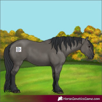 Horse Color:Grullo 