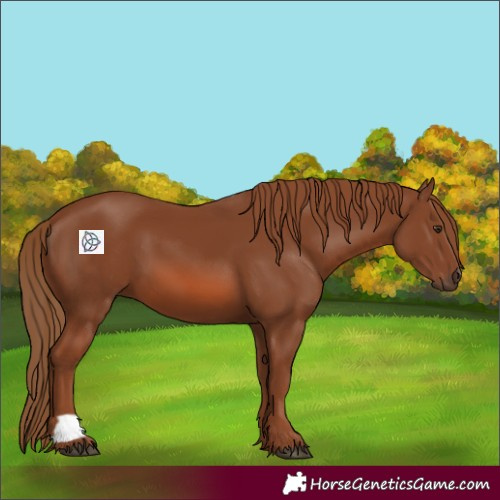 Horse Color:Chestnut 
