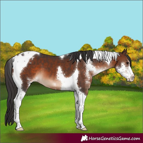Horse Color:Brown Sabino Tobiano Appaloosa 