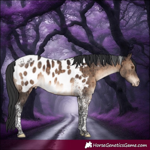 Horse Color:Brown Dun Tobiano Appaloosa Rabicano Brindle 