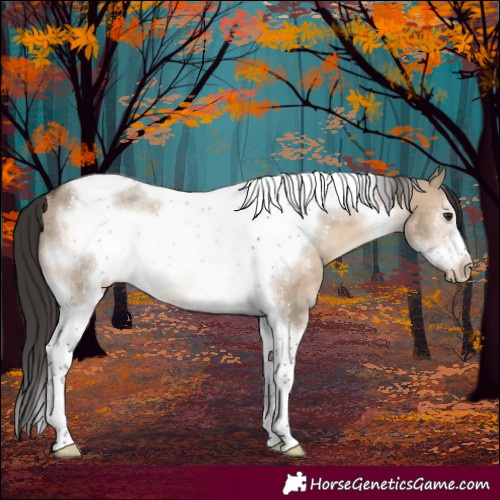 Horse Color:Brown Dun Sabino Tobiano Frame Appaloosa Rabicano 
