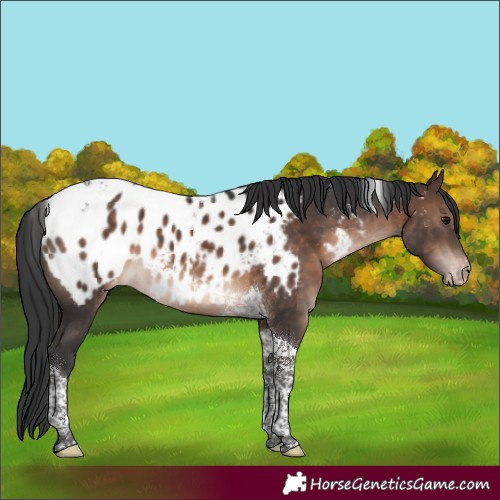 Horse Color:Brown Tobiano Appaloosa 