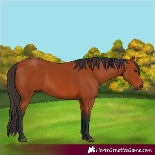 Horse Color:Bay 