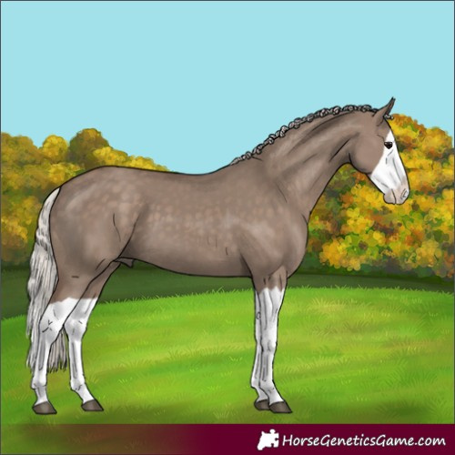 Horse Color:Silver Grullo Splash