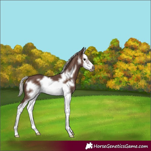 Horse Color:Silver Black Splash Frame 