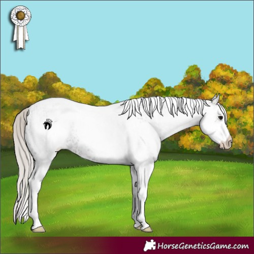 Horse Color:White Spotted Silver Blue Roan 