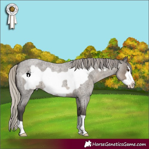 Horse Color:Silver Smoky Grullo Roan Frame 