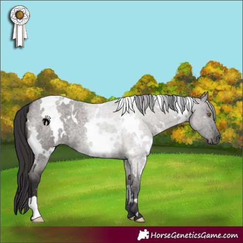 Horse Color:White Spotted Smoky Grullo Roan 
