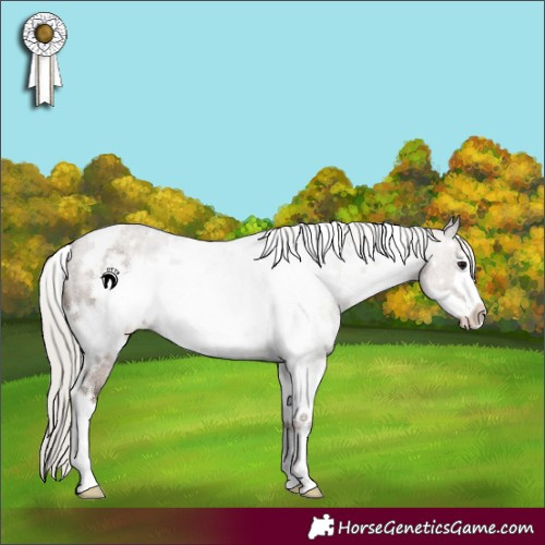 Horse Color:White Spotted Silver Grullo Roan Frame 