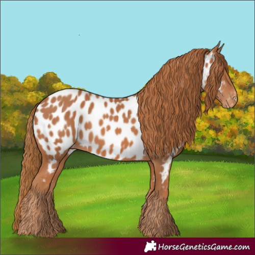Horse Color:Chestnut Appaloosa