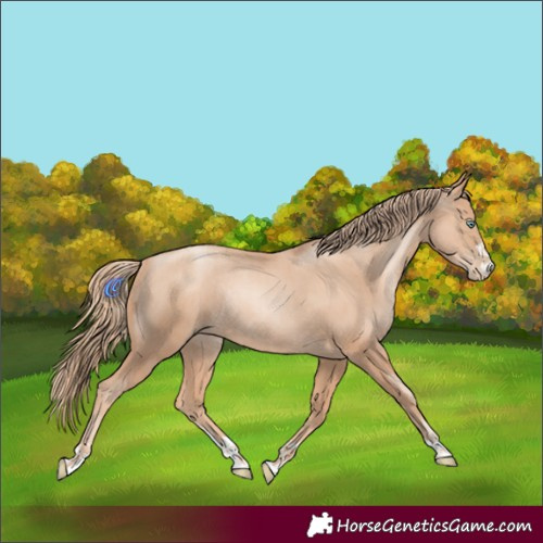 Horse Color:Gold Champagne Pearl Rabicano and Gold Champagne Pearl Rabicano