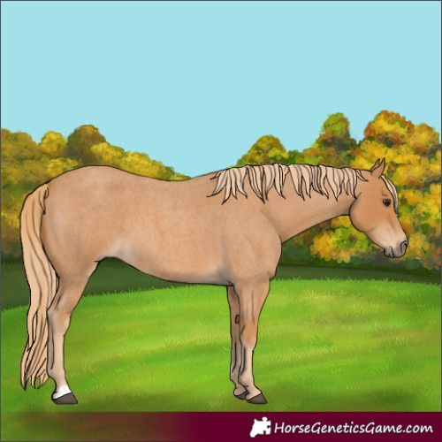 Horse Color:Red Roan 