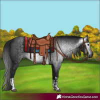 Horse Color:Gray Black and Gray Black