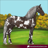 Horse Color:White Spotted Silver Brown