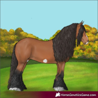 Horse Color:Bay Frame 