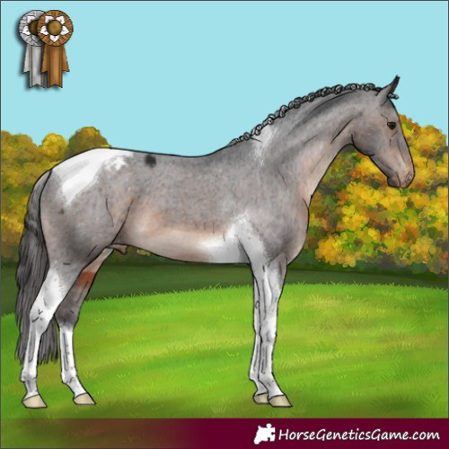 Horse Color:Brown Tobiano Appaloosa 