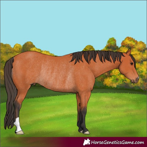 Horse Color:Bay Rabicano