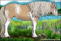 Horse Color:White Spotted Palomino