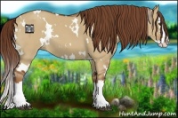 Horse Color:White Spotted Red Dun Splash 