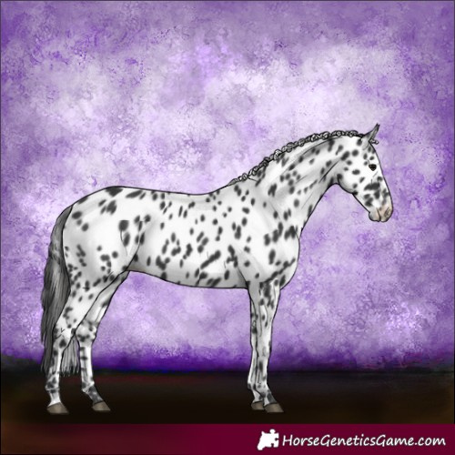 Horse Color:Black Appaloosa 