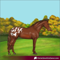 Horse Color:Chestnut Appaloosa 